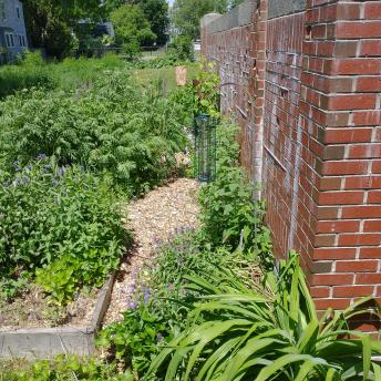 Raised beds June 2021